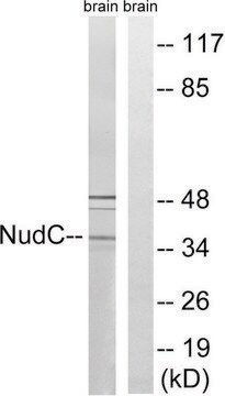 Anti-NUDC antibody produced in rabbit affinity isolated antibody