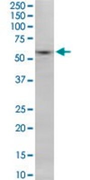 Monoclonal Anti-SNX8 antibody produced in mouse clone 3B6, purified immunoglobulin, buffered aqueous solution