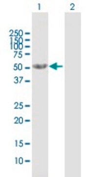 Anti-CNDP2 antibody produced in mouse purified immunoglobulin, buffered aqueous solution