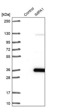 Anti-IMPA1 antibody produced in rabbit Prestige Antibodies&#174; Powered by Atlas Antibodies, affinity isolated antibody, buffered aqueous glycerol solution