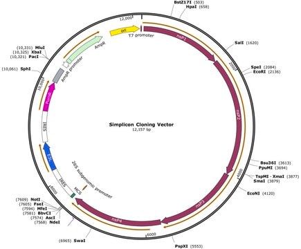 Vecteur de clonage Simplicon (E3L) for expression of the target gene(s) in transfected cells without the risk of genome integration