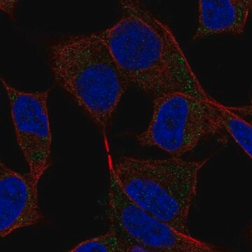 Anti-DAND5 antibody produced in rabbit Prestige Antibodies&#174; Powered by Atlas Antibodies, affinity isolated antibody