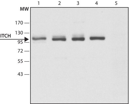 Anti-ITCH antibody produced in rabbit ~1.5&#160;mg/mL, affinity isolated antibody, buffered aqueous solution