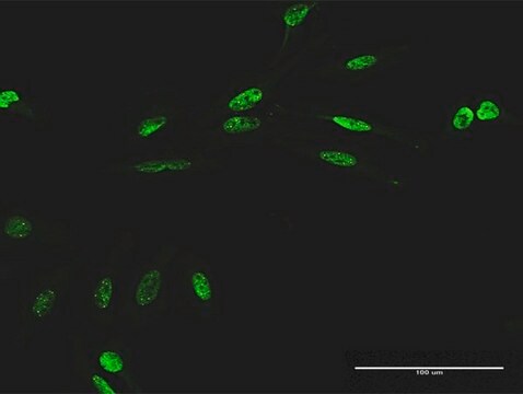 Anti-RIOK1 antibody produced in mouse purified immunoglobulin, buffered aqueous solution