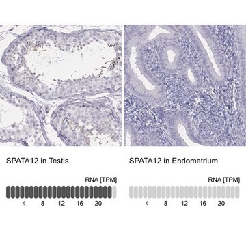 Anti-SPATA12 antibody produced in rabbit Prestige Antibodies&#174; Powered by Atlas Antibodies, affinity isolated antibody, buffered aqueous glycerol solution