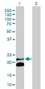 Anti-IFNB1 antibody produced in rabbit purified immunoglobulin, buffered aqueous solution