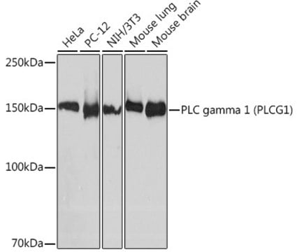 Anti-PLC gamma 1 (PLCG1) Antibody, clone 6V9U10, Rabbit Monoclonal