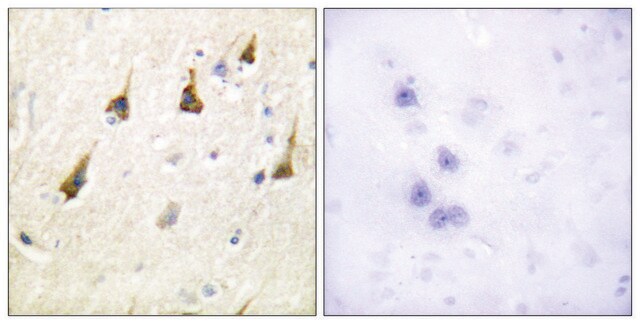 Anti-SENP7 antibody produced in rabbit affinity isolated antibody