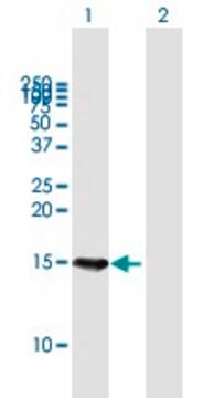 Anti-B9D1 antibody produced in mouse purified immunoglobulin, buffered aqueous solution