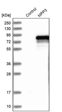 Anti-MPP3 antibody produced in rabbit Prestige Antibodies&#174; Powered by Atlas Antibodies, affinity isolated antibody, buffered aqueous glycerol solution, Ab1