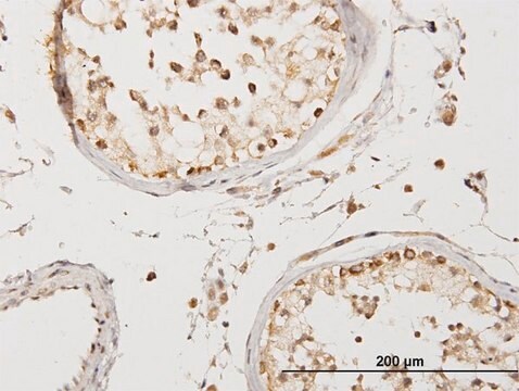 Anti-COQ3 antibody produced in mouse purified immunoglobulin, buffered aqueous solution