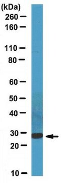 Anti-CCDC53 Antibody from rabbit