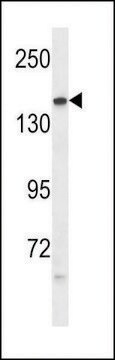 ANTI-PTPRG (CENTER) antibody produced in rabbit affinity isolated antibody, buffered aqueous solution