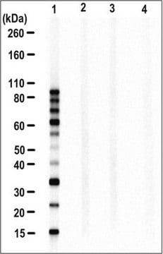 Anticorps anti-ubiquitine linéaire, clone&nbsp;LUB9 clone LUB9, from mouse