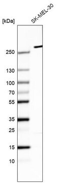 Monoclonal Anti-MYO10 antibody produced in mouse Prestige Antibodies&#174; Powered by Atlas Antibodies, clone CL9025, purified immunoglobulin, buffered aqueous glycerol solution