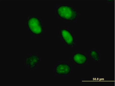 Anti-HDX antibody produced in mouse IgG fraction of antiserum, buffered aqueous solution