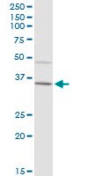 Anti-IGHA2 antibody produced in mouse IgG fraction of antiserum, buffered aqueous solution