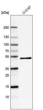 Monoclonal Anti-PCOLCE antibody produced in mouse Prestige Antibodies&#174; Powered by Atlas Antibodies, clone CL6567, purified immunoglobulin, buffered aqueous glycerol solution