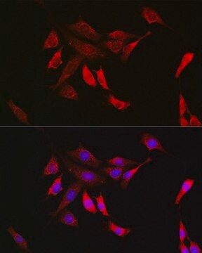 Anti-SHP2 antibody produced in rabbit