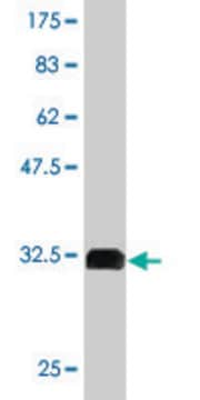 Monoclonal Anti-GPR154 antibody produced in mouse clone 2F5, purified immunoglobulin, buffered aqueous solution