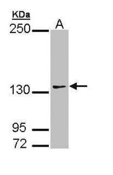 Anti-AUTS2 antibody produced in rabbit affinity isolated antibody, buffered aqueous solution