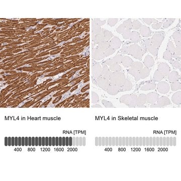 Anti-MYL4 antibody produced in rabbit Prestige Antibodies&#174; Powered by Atlas Antibodies, affinity isolated antibody, buffered aqueous glycerol solution