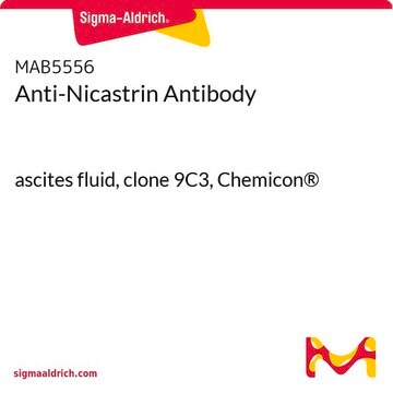 Anti-Nicastrin Antibody ascites fluid, clone 9C3, Chemicon&#174;