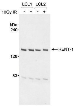 Goat anti-RENT1 Antibody, Affinity Purified Powered by Bethyl Laboratories, Inc.