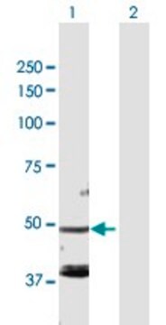 Anti-FARS2 antibody produced in rabbit purified immunoglobulin, buffered aqueous solution