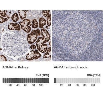 Anti-AGMAT antibody produced in rabbit Prestige Antibodies&#174; Powered by Atlas Antibodies, affinity isolated antibody, buffered aqueous glycerol solution