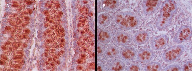 Anti-PIWIL3 (N-terminal) antibody produced in rabbit ~1.0&#160;mg/mL