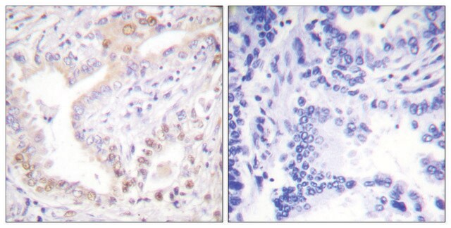 Anti-Lamin A (Cleaved-Asp230) antibody produced in rabbit affinity isolated antibody