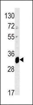 ANTI-ELOVL6(N-TERMINAL) antibody produced in rabbit purified immunoglobulin, buffered aqueous solution