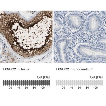 Anti-TXNDC2 antibody produced in rabbit Prestige Antibodies&#174; Powered by Atlas Antibodies, affinity isolated antibody, buffered aqueous glycerol solution