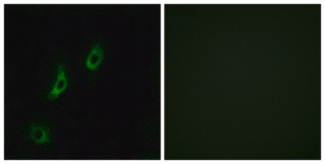 Anti-OR4L1 antibody produced in rabbit affinity isolated antibody