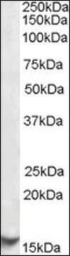 Anti-CST3 antibody produced in goat affinity isolated antibody, buffered aqueous solution