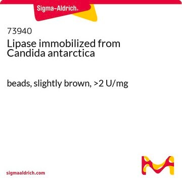 Lipase, immobilisiert aus Candida antarctica beads, slightly brown, &gt;2&#160;U/mg