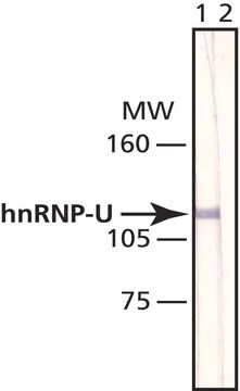 Anti-hnRNP-U antibody, Mouse monoclonal clone 3G6, purified from hybridoma cell culture