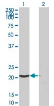 Monoclonal Anti-SSSCA1 antibody produced in mouse clone 2H4, purified immunoglobulin, buffered aqueous solution