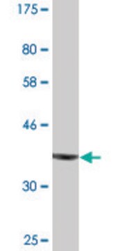 Monoclonal Anti-DICER1 antibody produced in mouse clone 2F12, purified immunoglobulin, buffered aqueous solution