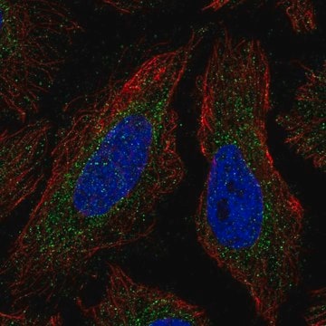 Anti-COQ4 antibody produced in rabbit Prestige Antibodies&#174; Powered by Atlas Antibodies, affinity isolated antibody