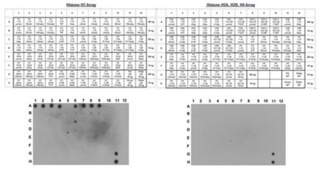 Anti-unmethylated-Histone H3 (Lys9) Antibody, clone 9B1-2G6 clone 9B1-2G6, from mouse