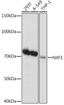 Anti-NXF1 antibody produced in rabbit