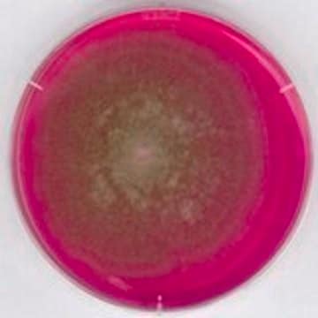 Rose Bengal Chloramphenicol Agar acc. GB suitable for microbiology, NutriSelect&#174; Plus