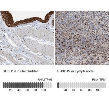 Anti-SH3D19 antibody produced in rabbit Prestige Antibodies&#174; Powered by Atlas Antibodies, affinity isolated antibody, buffered aqueous glycerol solution