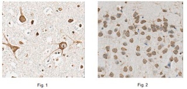 Anti-FIS1 Antibody, Clone 4D1.1 clone 4D1.1, from mouse