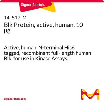 Blk Protein, active, human, 10 &#181;g Active, human, N-terminal His6 tagged, recombinant full-length human Blk, for use in Kinase Assays.