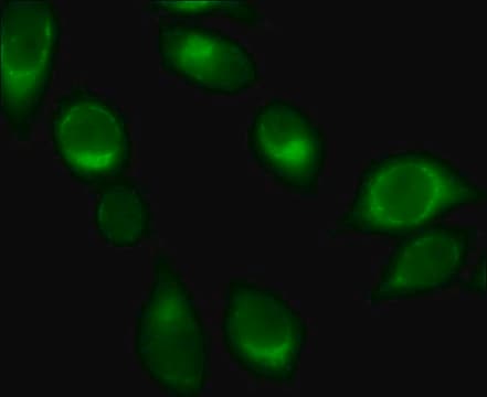 Anti-Rab32 antibody produced in rabbit ~1.0&#160;mg/mL, affinity isolated antibody