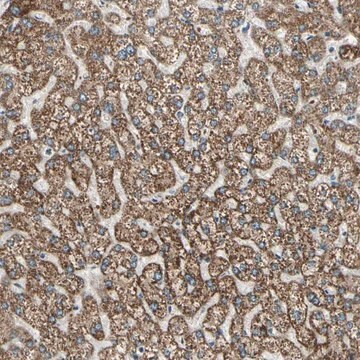 Anti-BNIP1 antibody produced in rabbit Prestige Antibodies&#174; Powered by Atlas Antibodies, affinity isolated antibody, buffered aqueous glycerol solution