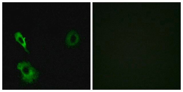 Anti-GRM7 antibody produced in rabbit affinity isolated antibody